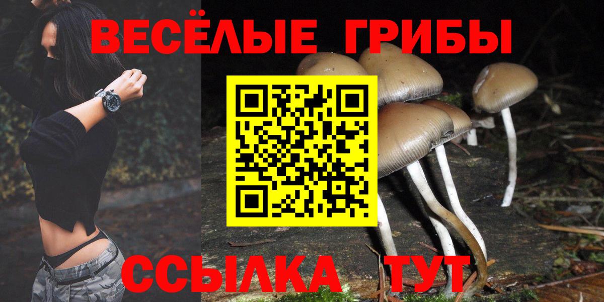 Галлюциногенные грибы Psilocybe Александров